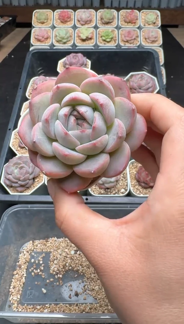 【闪购商品】782C物拍多肉带盆土6.5杯拍3颗包柚