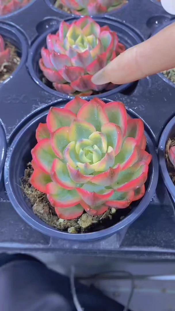 A788-雨滴锦单头带盆土（量拍）