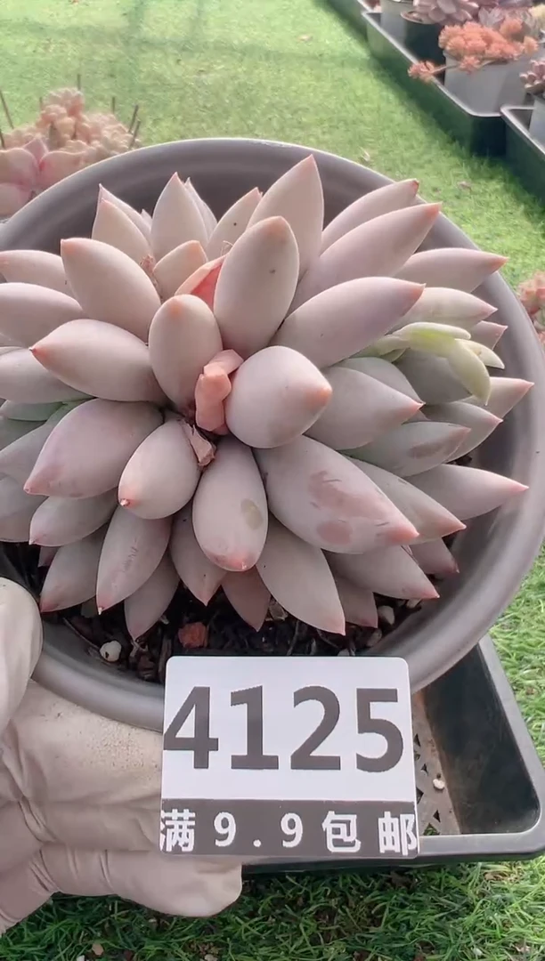 【闪购商品】信福多肉一物一拍