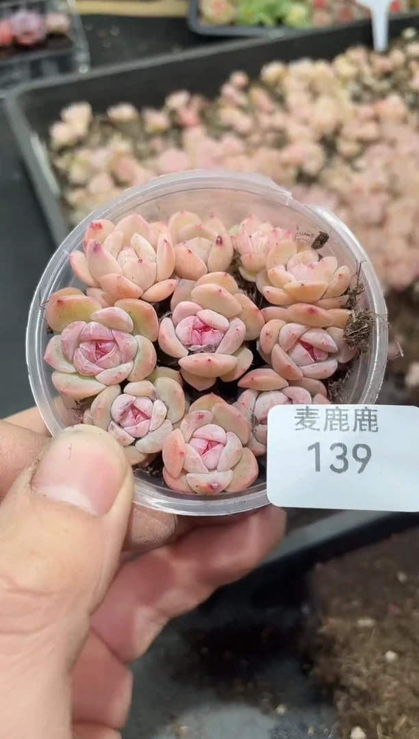 139干冰        量拍