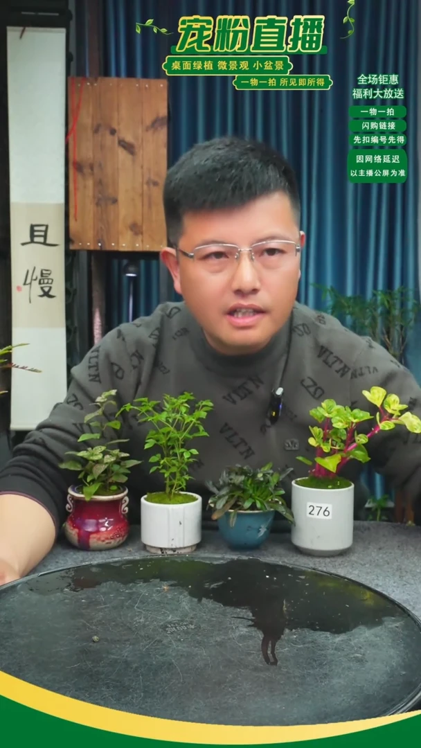 无花朵三****ᵘ苔藓微景观276号