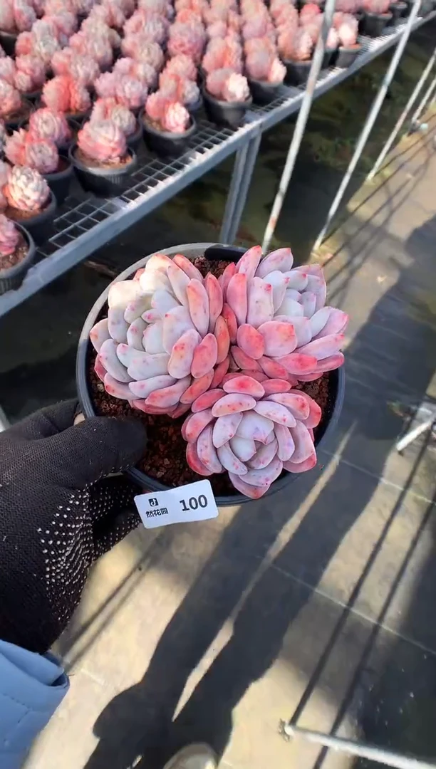 【闪购商品】100梦露一物一拍