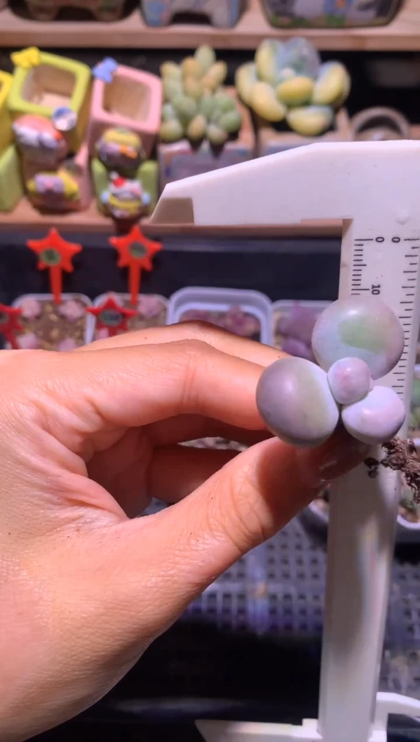 库福奶酪多肉，满28包邮不满发一个叶片到付