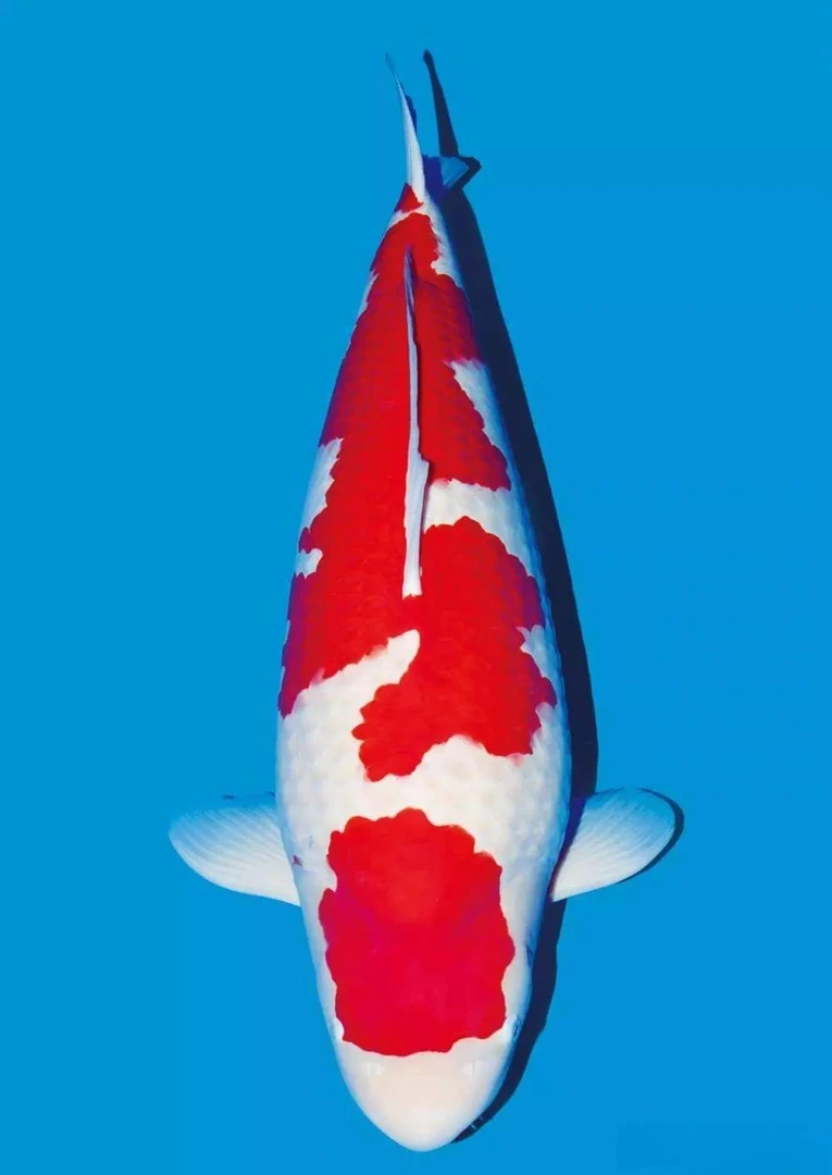 日本纯进口锦鲤50-60公分