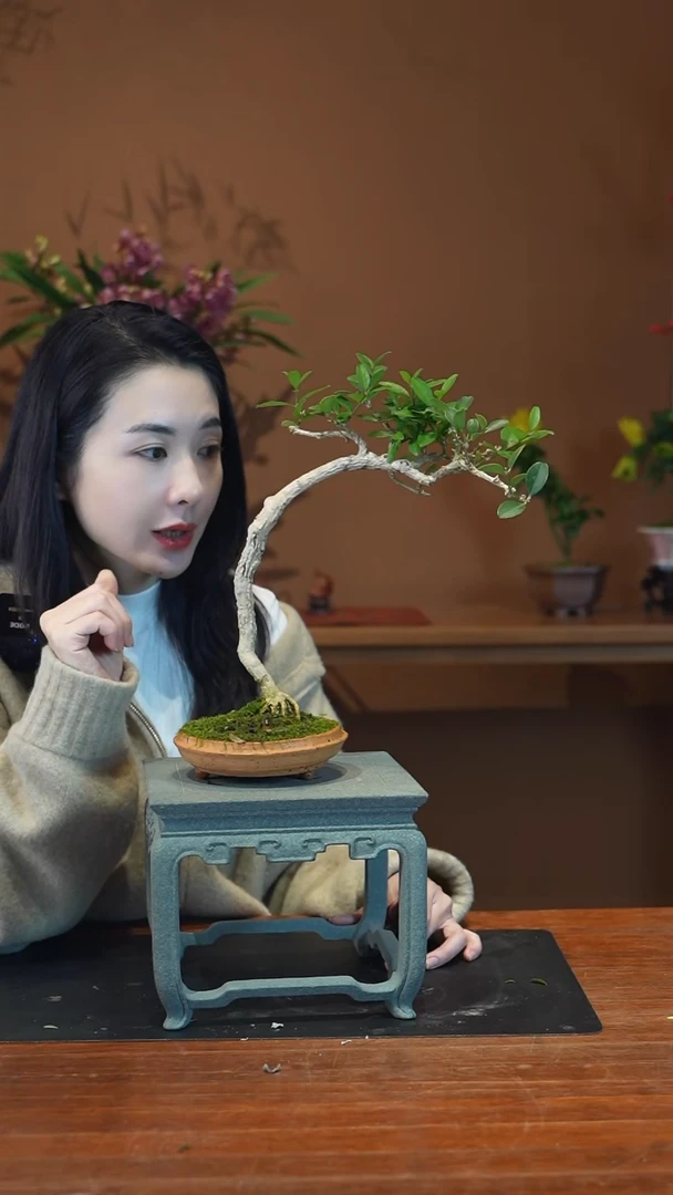 全部花朵黄杨盆景盆景盆景