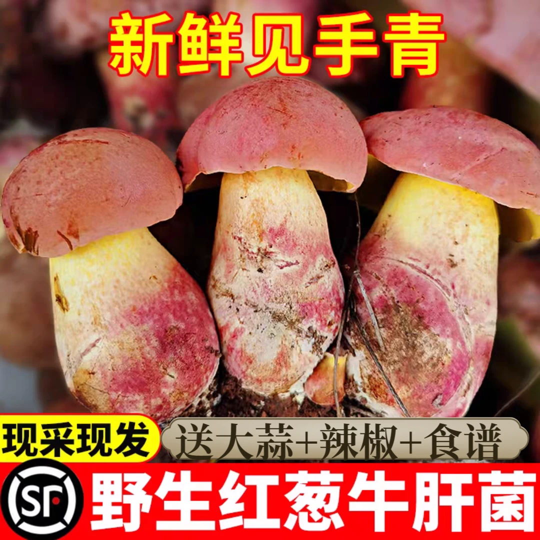 云南新鲜见手青蘑菇山珍新鲜上市深山美味顺丰空运直达