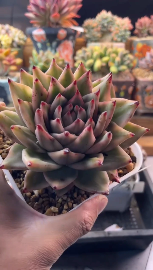 34乌木锦11111111111111111111111