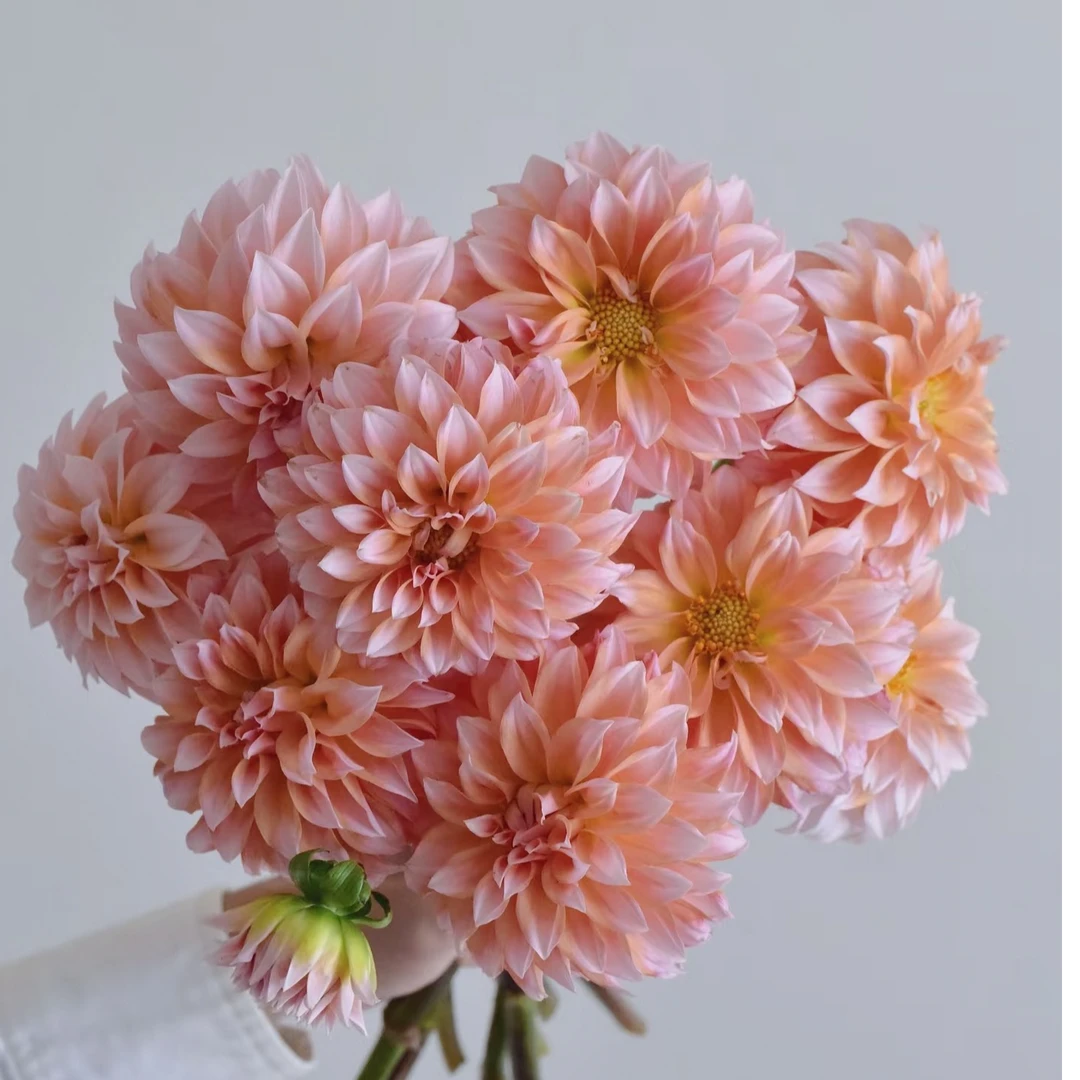 【买一送一】奶油桃子大丽花  云南鲜花基地直发     水养