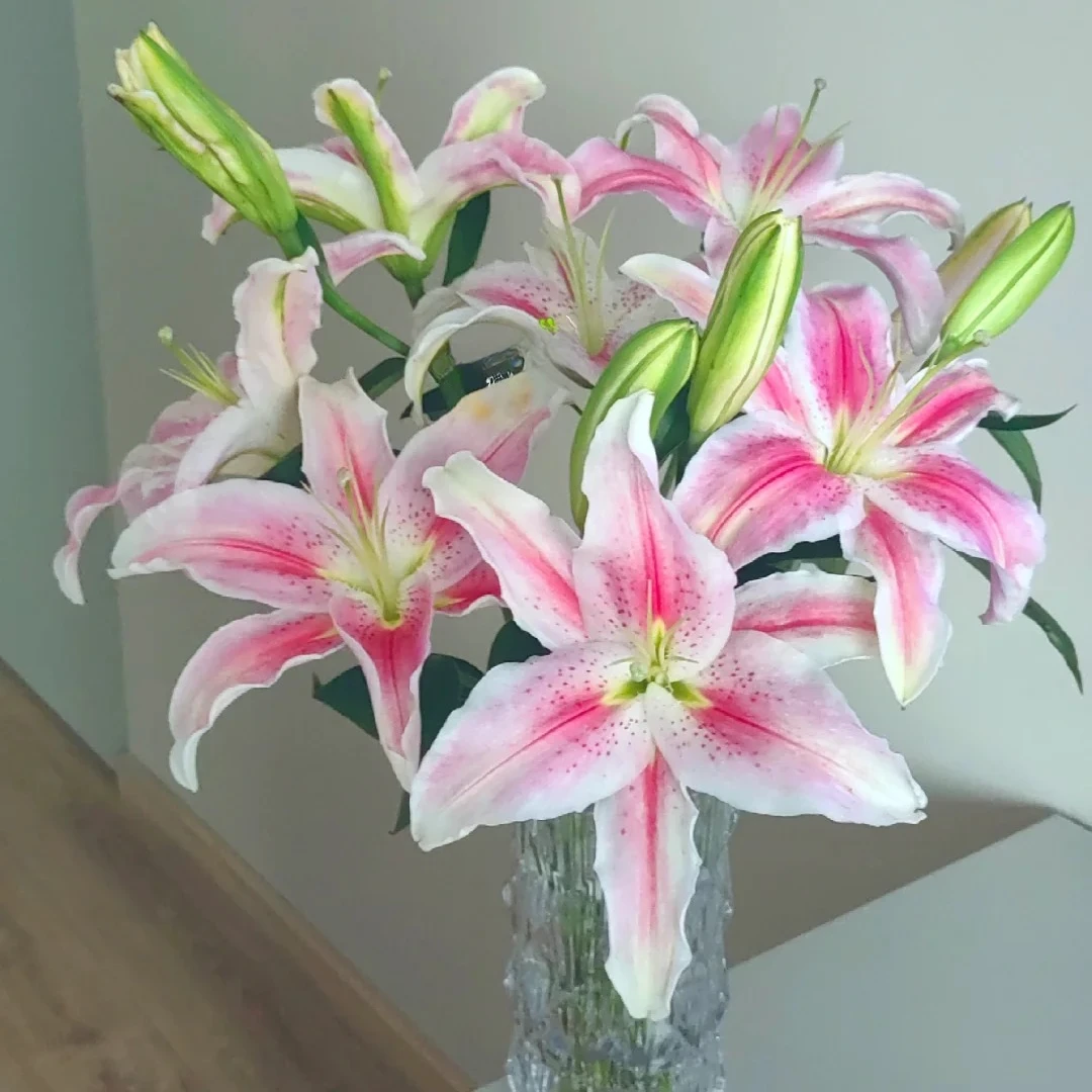 【罗曼蒂克百合】香水百合云南鲜花一单包邮 发货后不支持退款