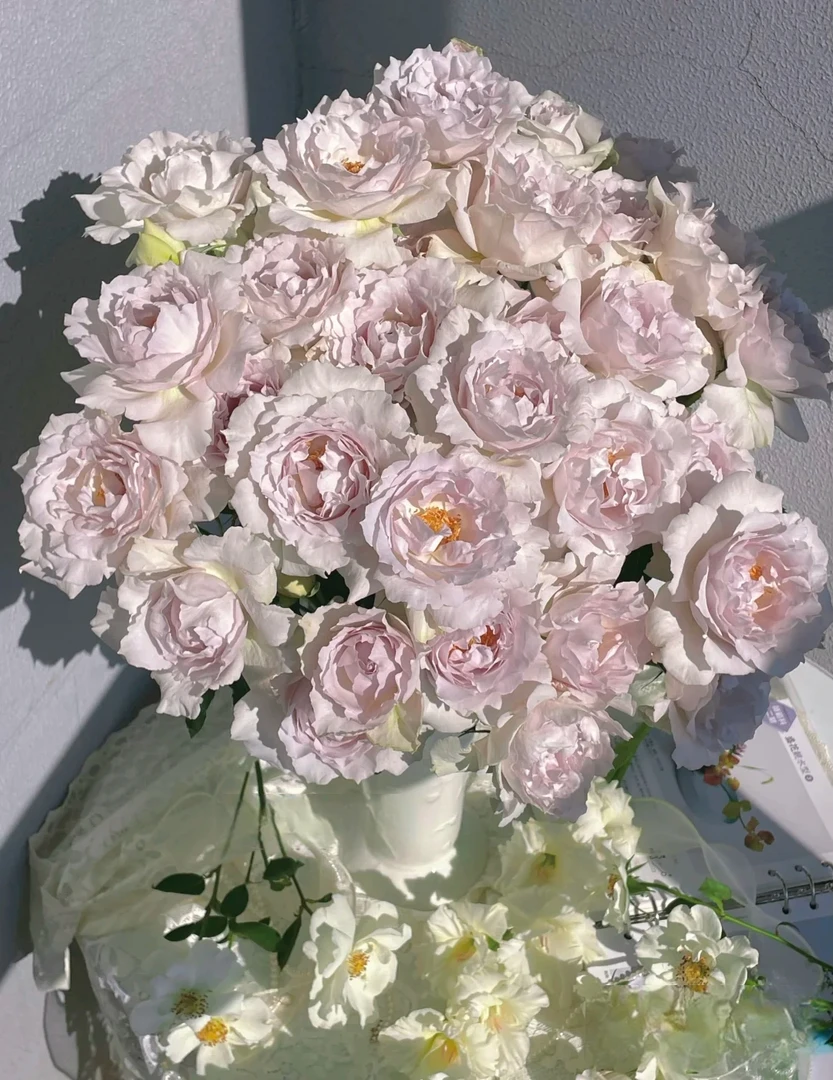 两单包邮！单头【萨飞天使】玫瑰花