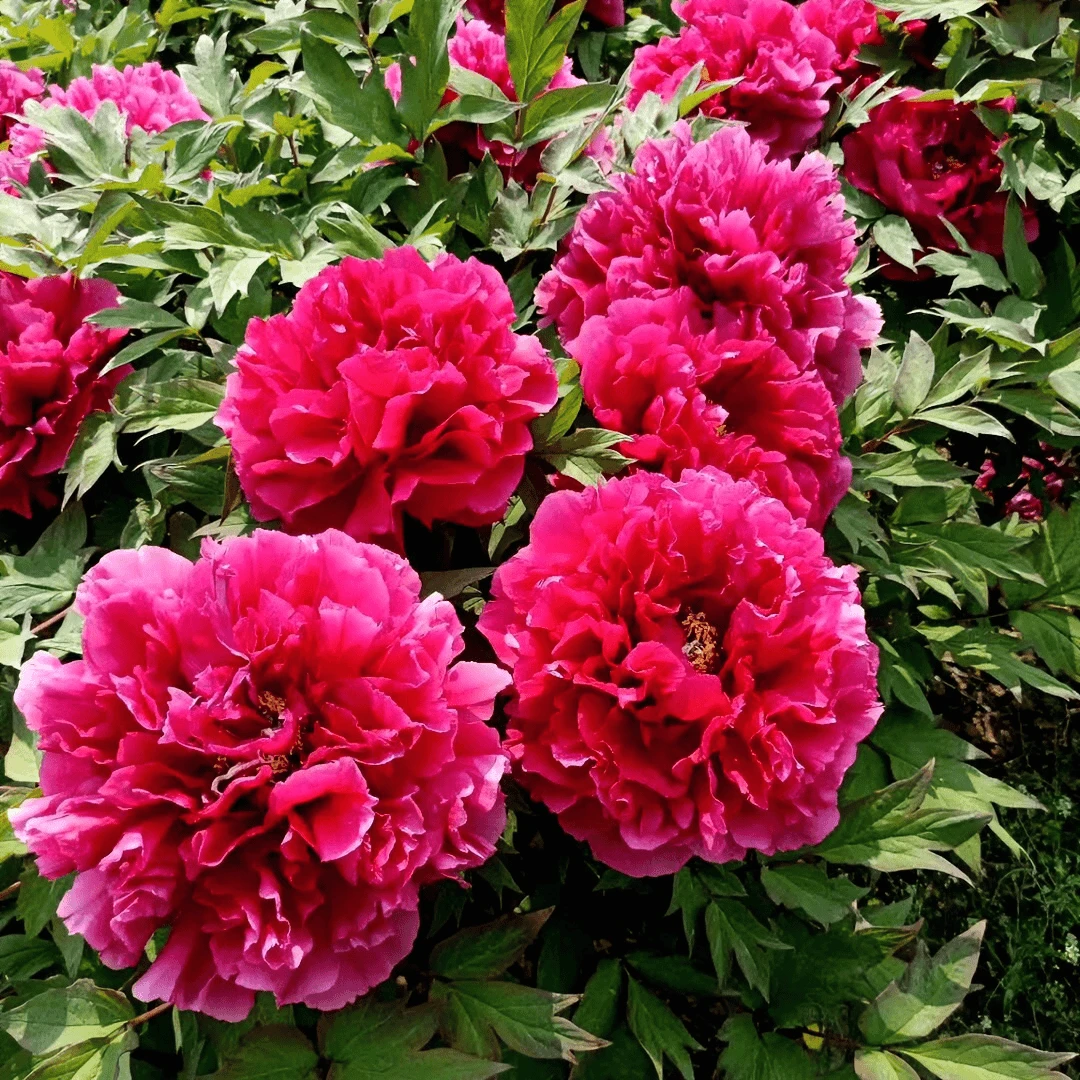 {花王}正宗洛阳重瓣牡丹花苗北方耐寒盆栽地栽室内庭院花卉牡丹苗