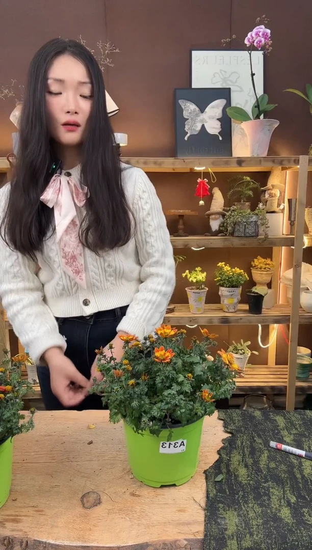 无花朵313鬼针草育苗盆