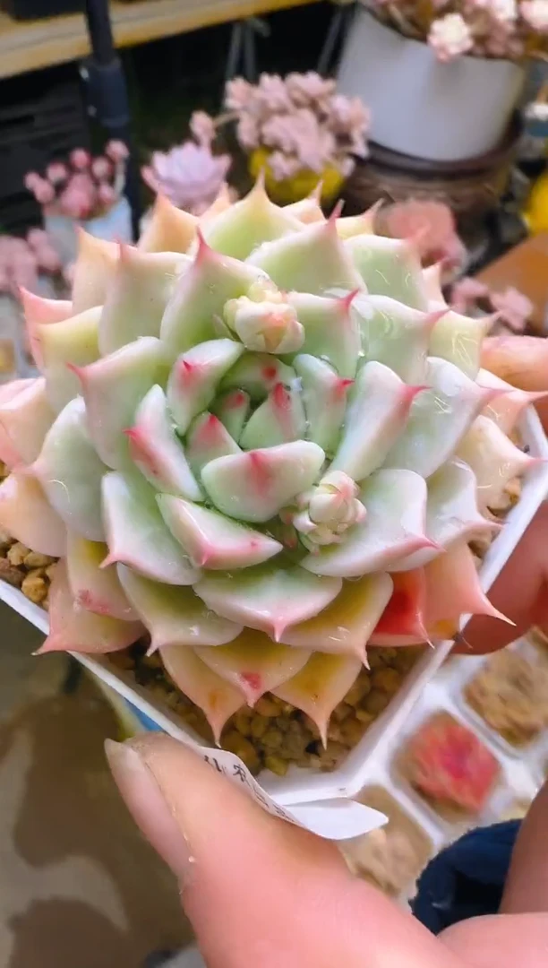 【闪购商品】春—283—仙农(特殊）