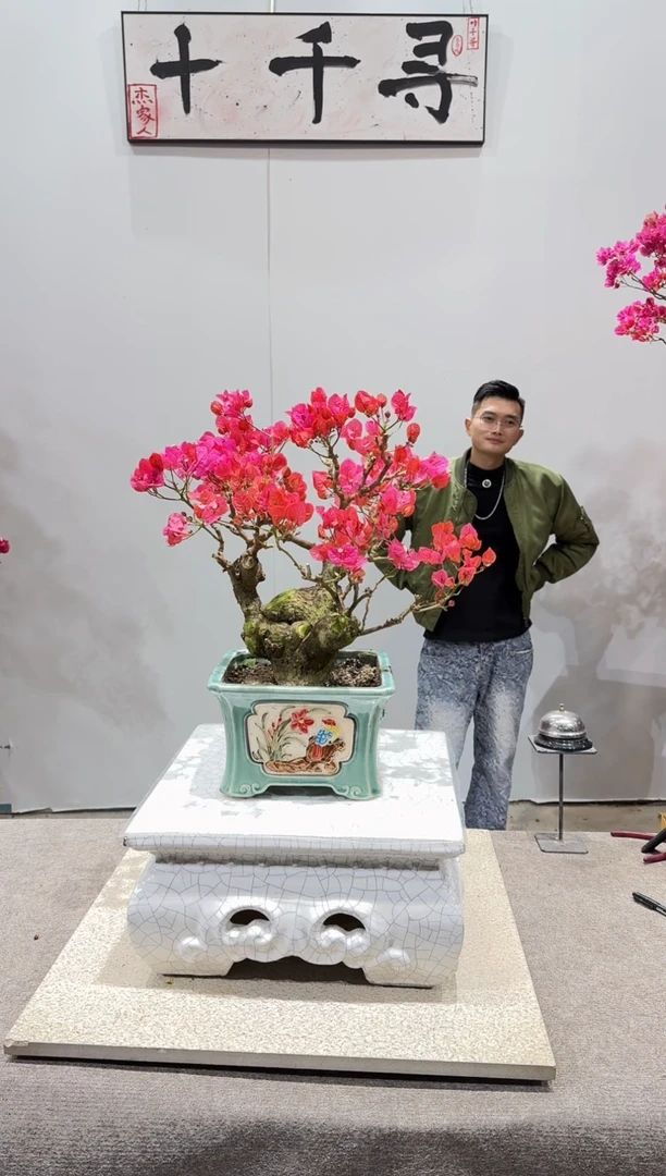 大部分花苞少量开放四季红三角梅