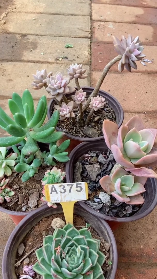 A375闪购清风花木兰多肉组合脱土发货