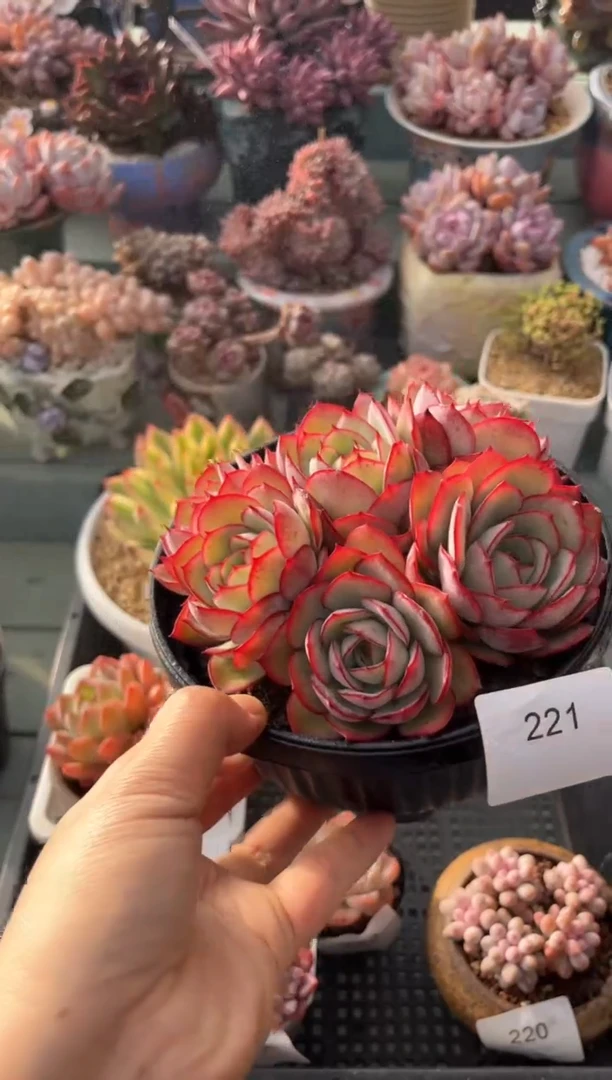 221群生牡丹亭多肉