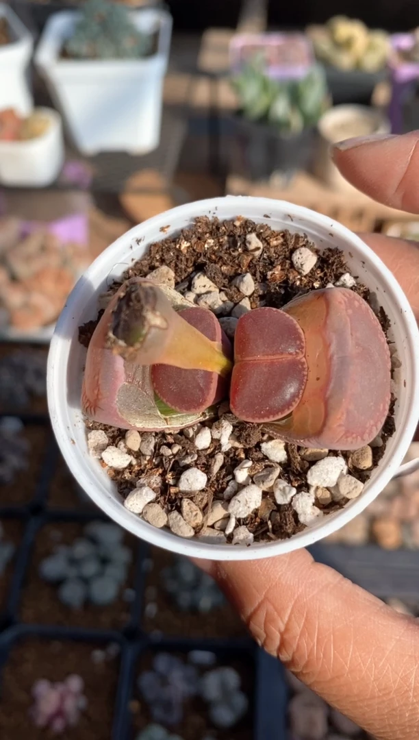 【闪购商品】7904直播一物一拍