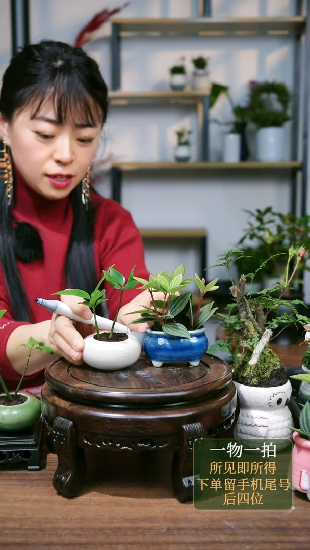 【闪购商品】41--2083竹柏白圆+轮叶蓝长