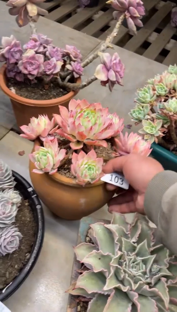 【闪购商品】103三色堇