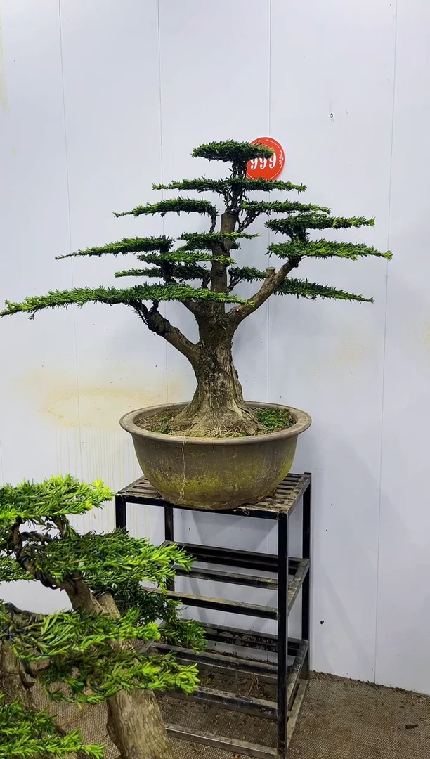 完全开放一物一拍，所见即所得