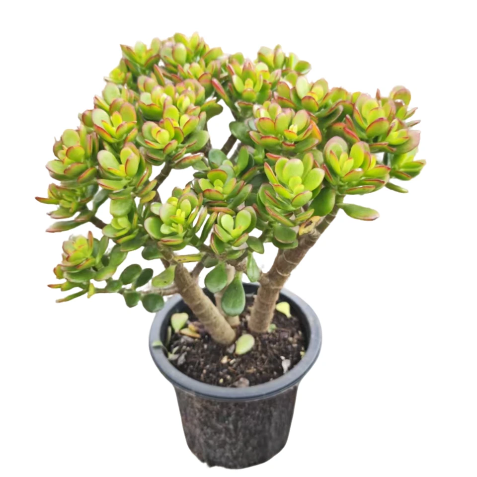 精品多肉 摇钱树 好看好养