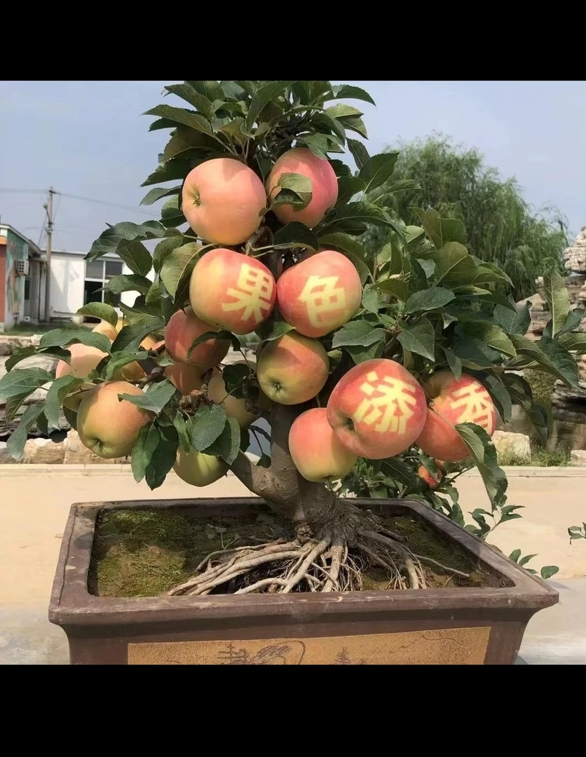 苹果老桩盆景南北方皆可种