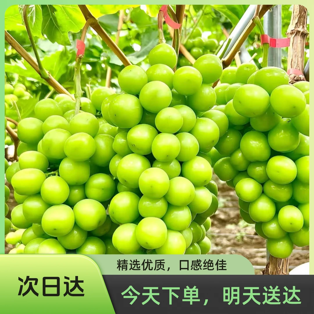 【次日达】3斤大果尝鲜装阳光玫瑰晴王葡萄顺丰包邮葡萄同城送云南省
