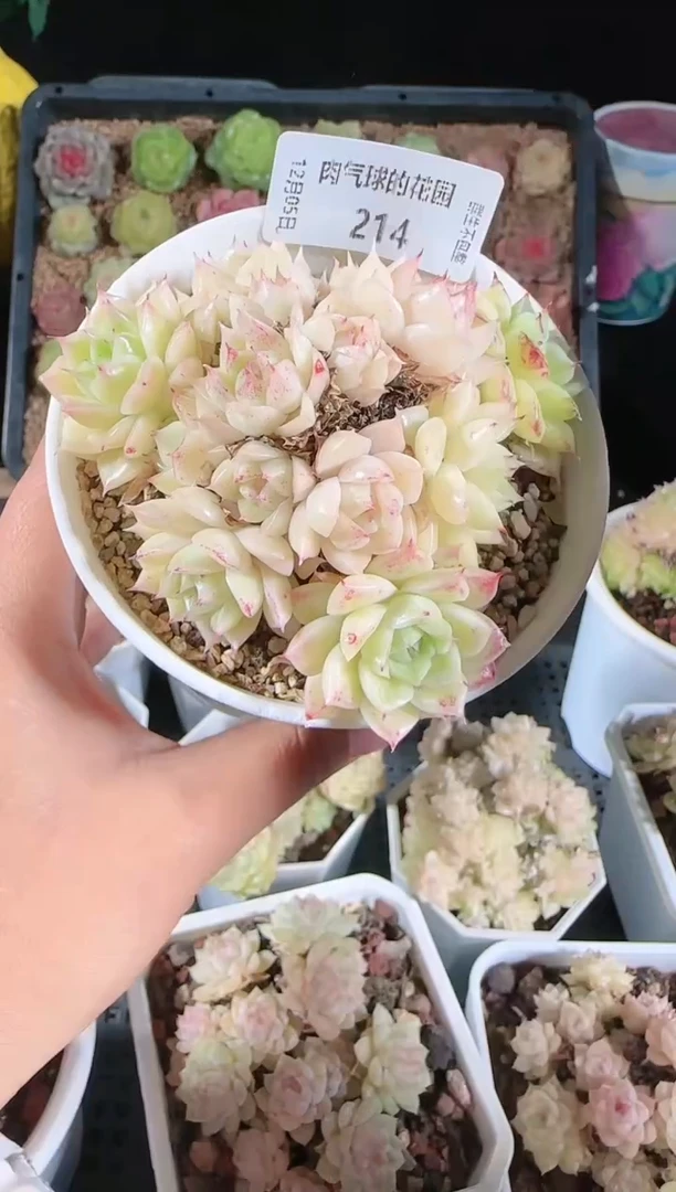 1205-214多肉群生不包整