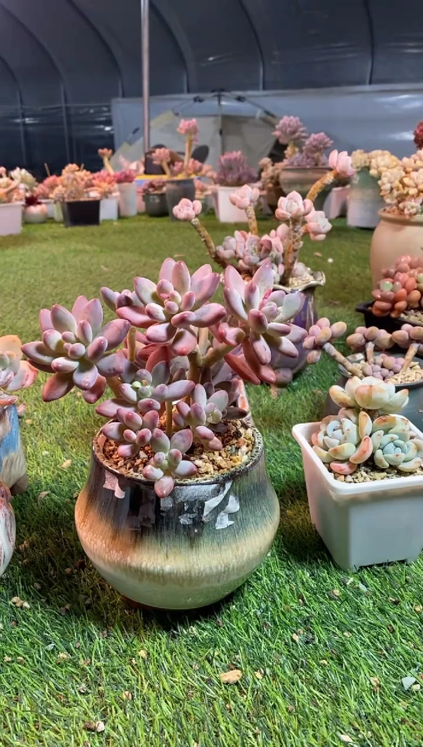 【闪购商品】0079a