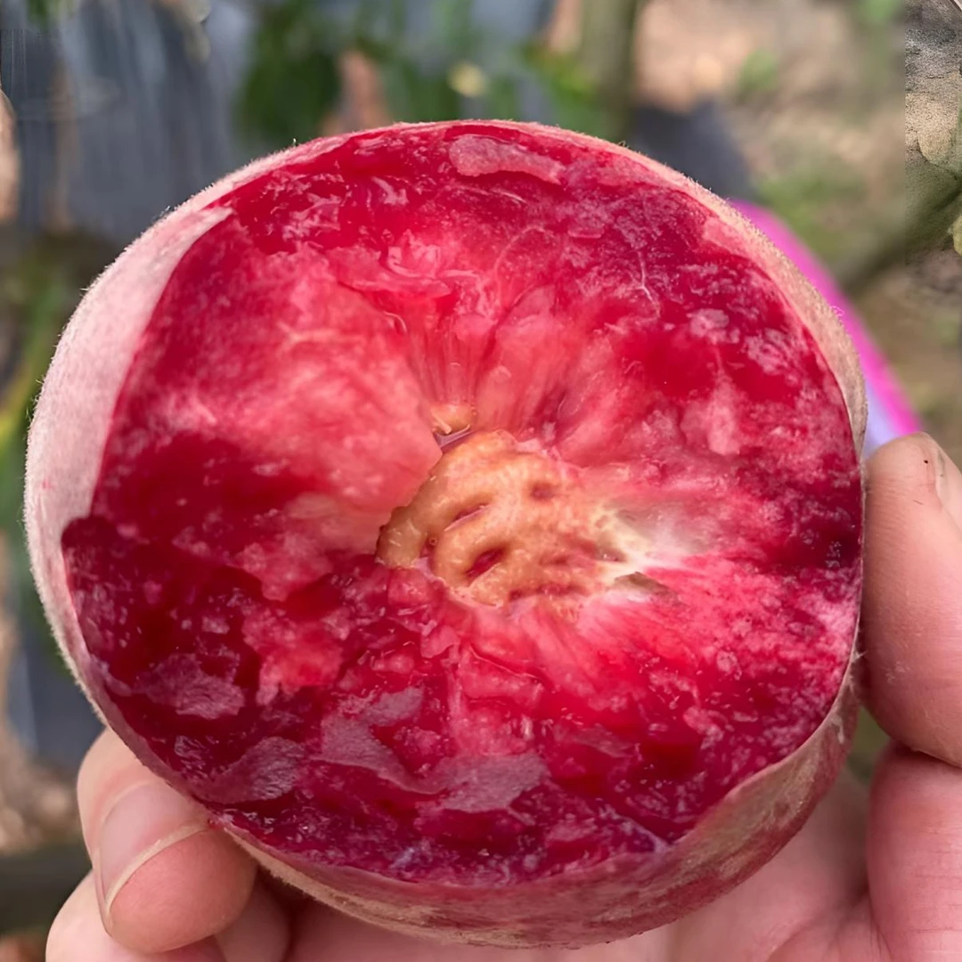 湖北正宗中华血桃水果头茬露天当季时令新鲜脆甜桃子红红火火