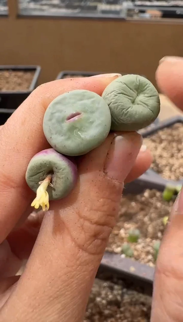 10-237多肉植物肉锥