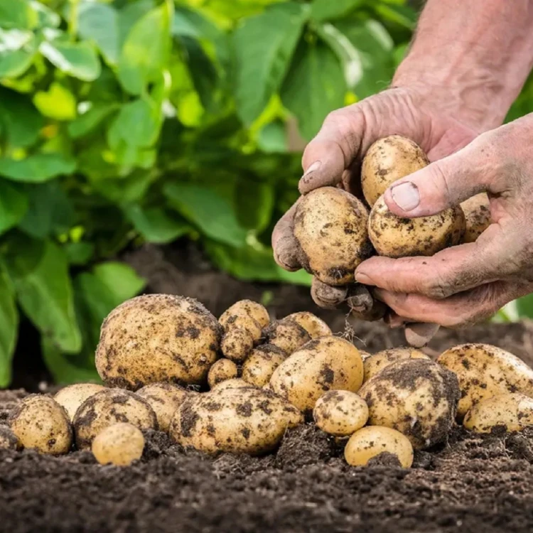 [恩施高山] 小土豆当季现挖现发5斤