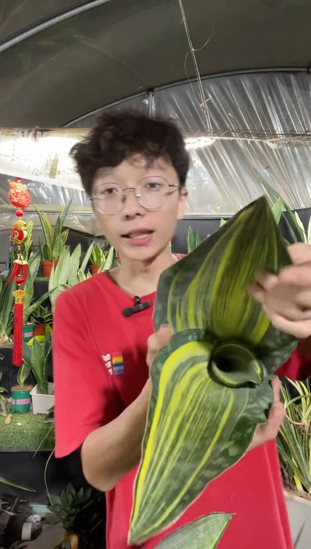 花型双叶带心黄金宝镜23.8