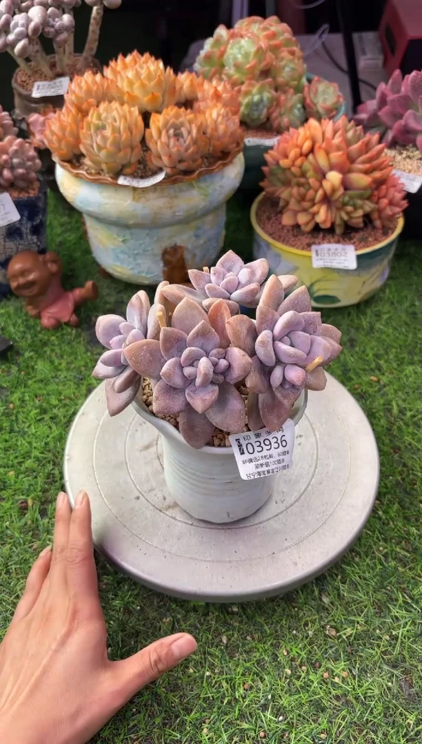 昆明印象多肉03936