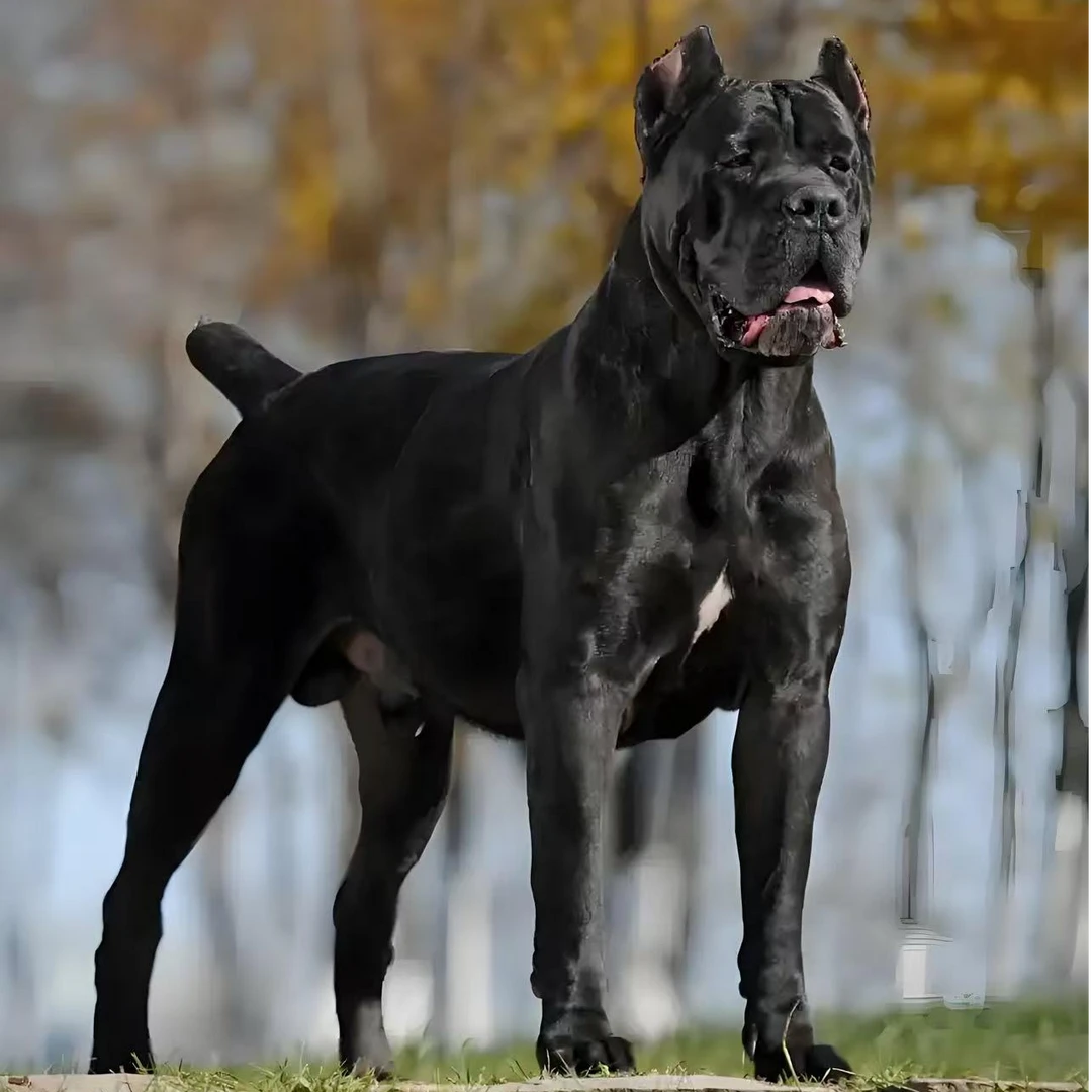 【奥隆家618】高级宠物伴侣犬大型犬卡斯罗宠物护卫犬看家护院