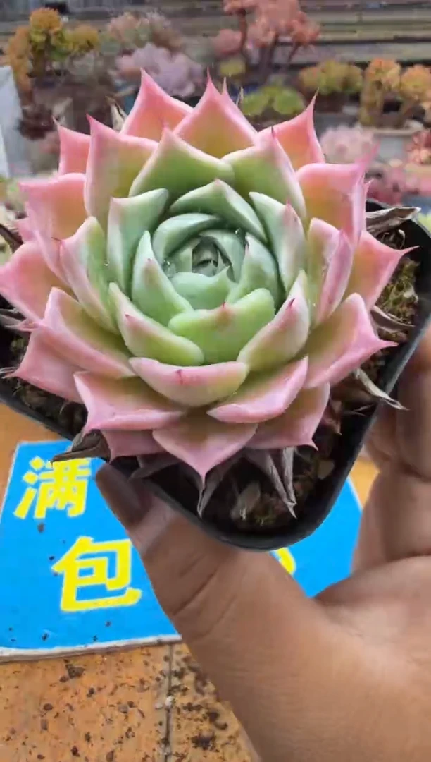 东云多肉园二店-237