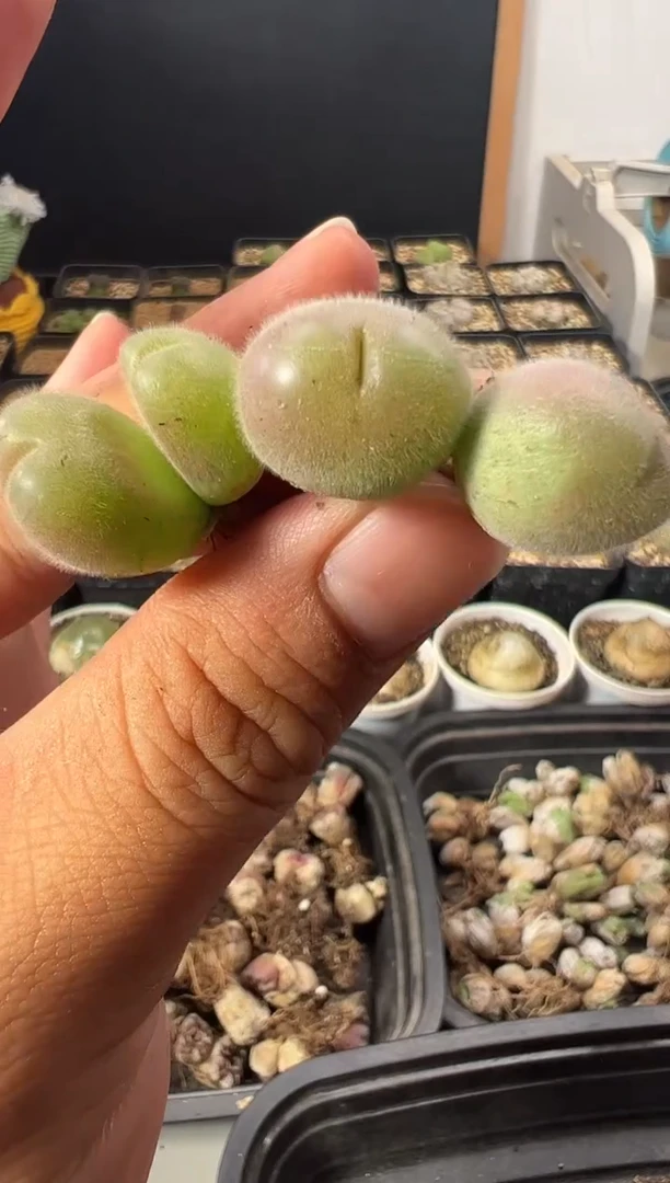 一物一拍          190