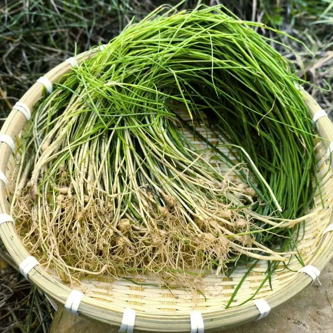 野葱农村狗屎葱小香葱现挖新鲜发货