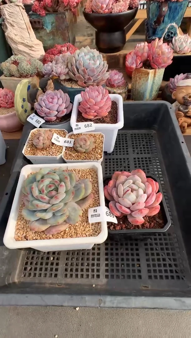 【闪购商品】683梦露石化两棵一物一拍