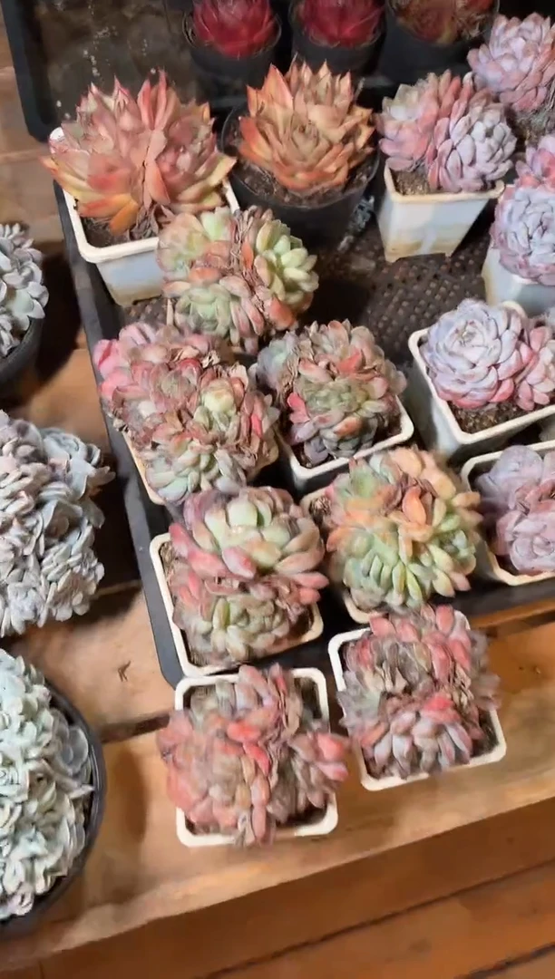 90#石化多头全明星（5-8cm）脱土