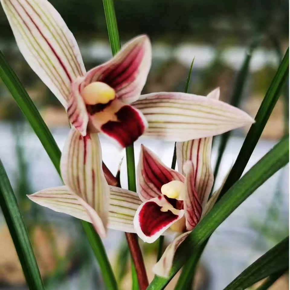 室内好养春节前后开花常青绿植花卉兰草兰花盆栽兰花寒高颜值清香