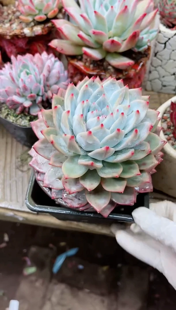 【闪购商品】19061