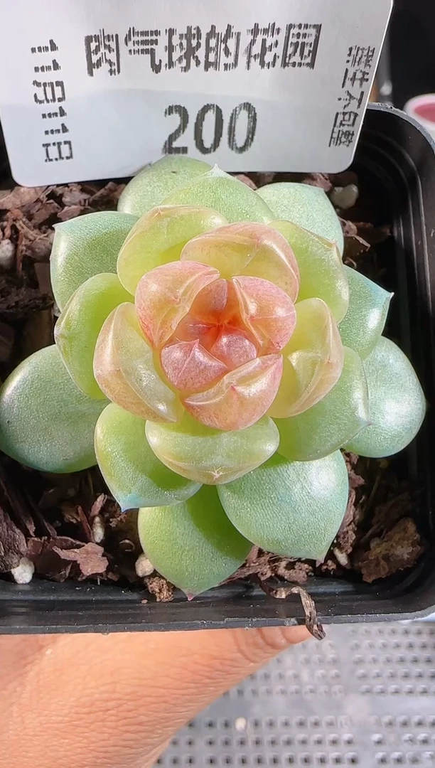 1111-200（bl-4）群生不包整