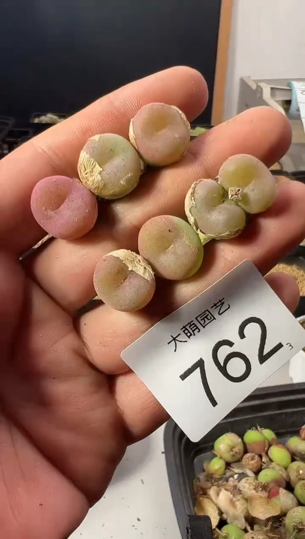 一物一拍                762