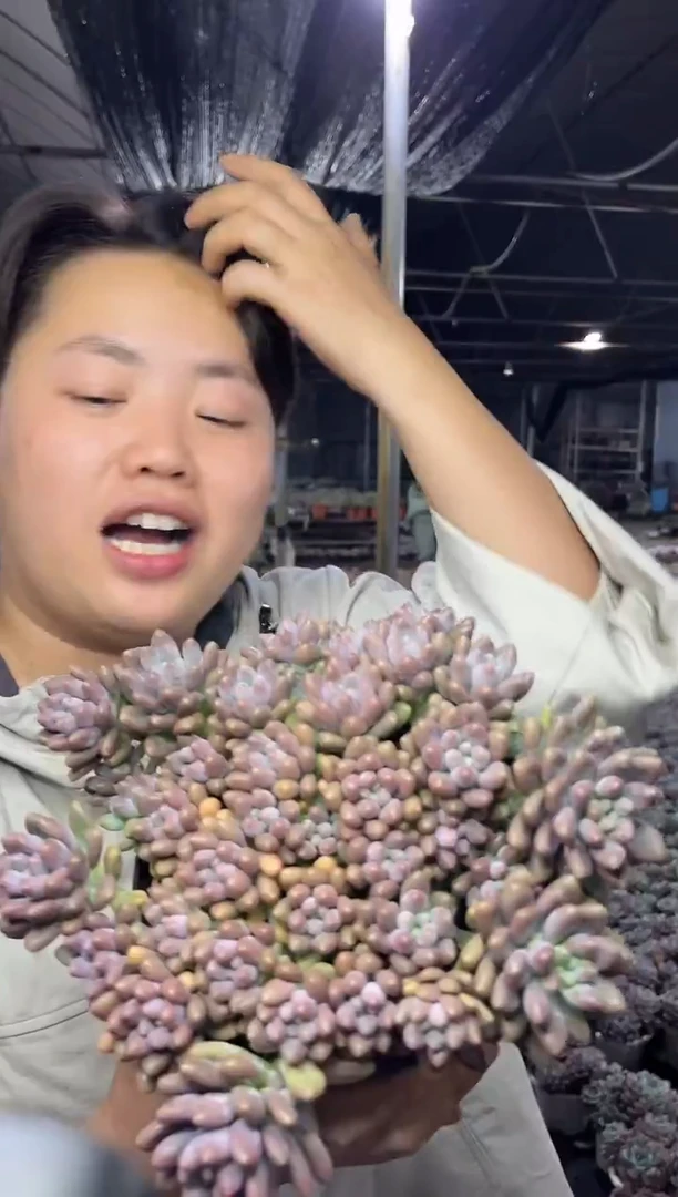 星黛露带盆土9.99