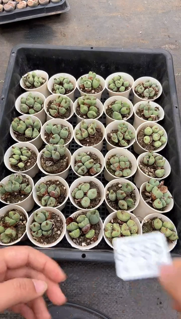 【闪购商品】8989特价少将发货1盒微瑕量拍