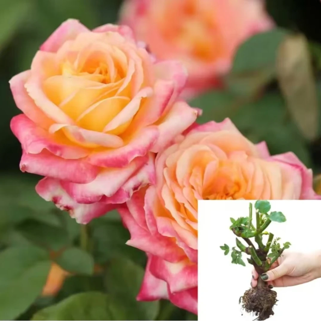 【变色美人】云南玫瑰花老桩大花浓香月季盆栽地栽