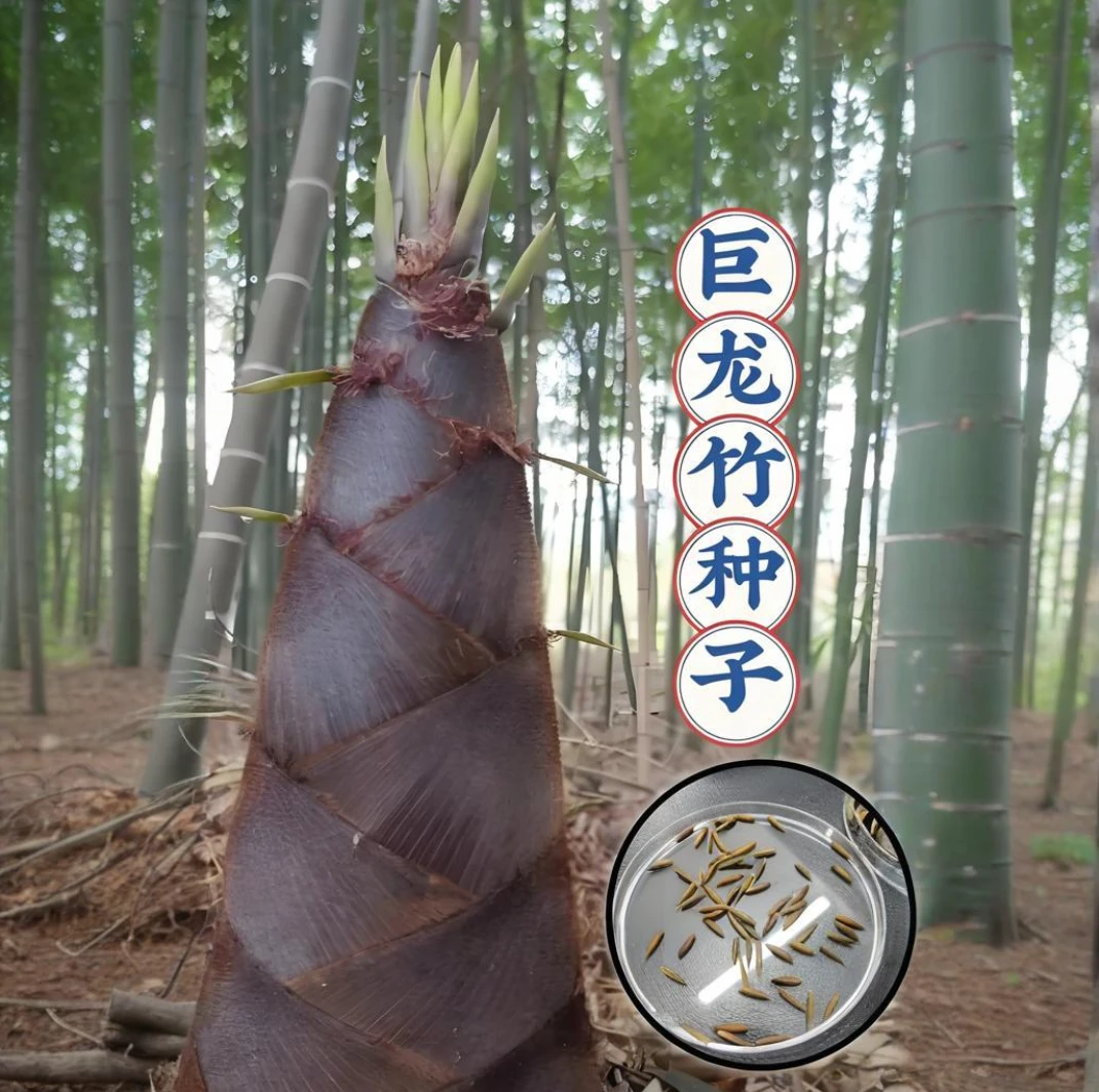 大型巨龙楠竹种子青毛竹食用竹笋种籽
