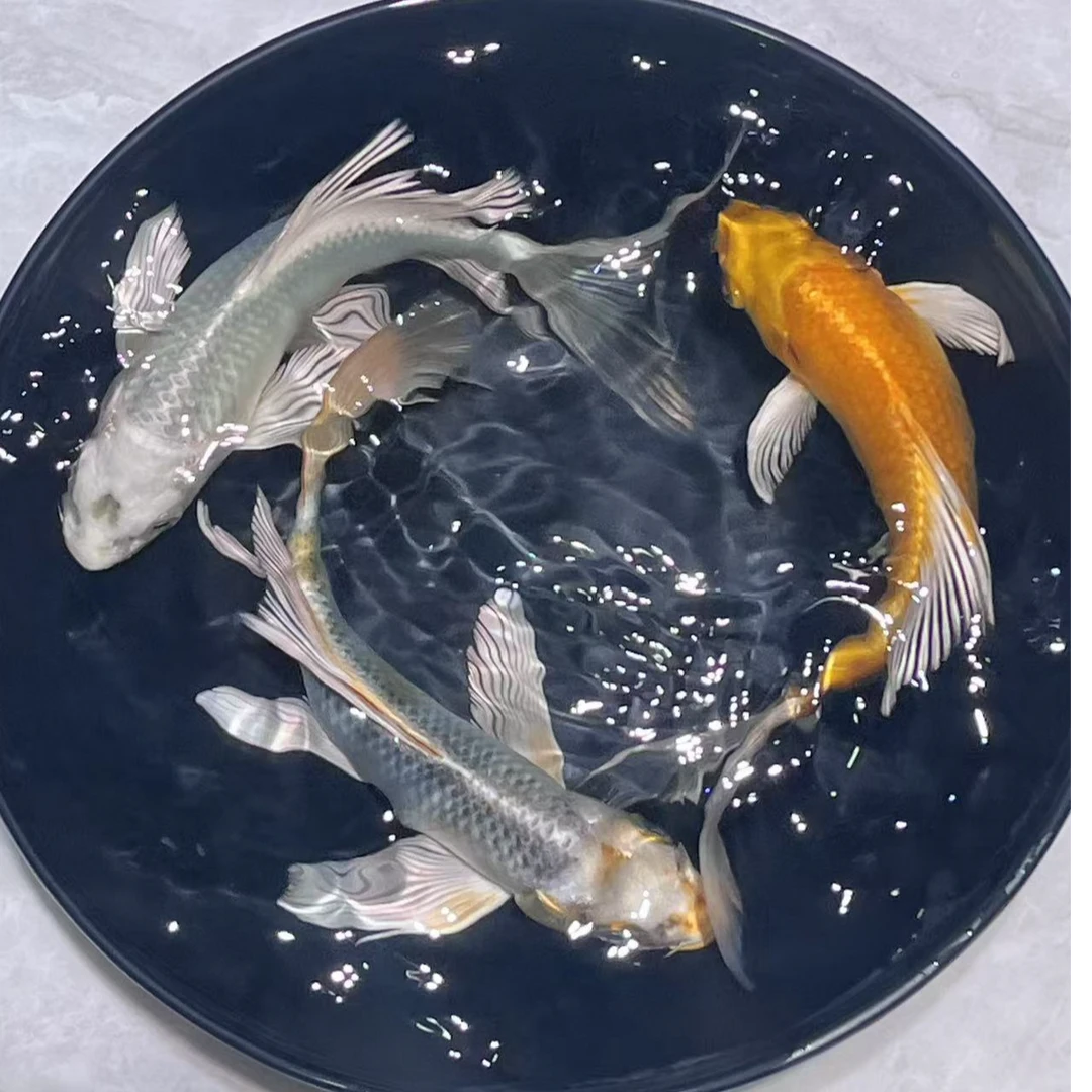 1-100号锦鲤、玛雅色蝴蝶鲤无鱼鳞、金鱼观赏鱼活体