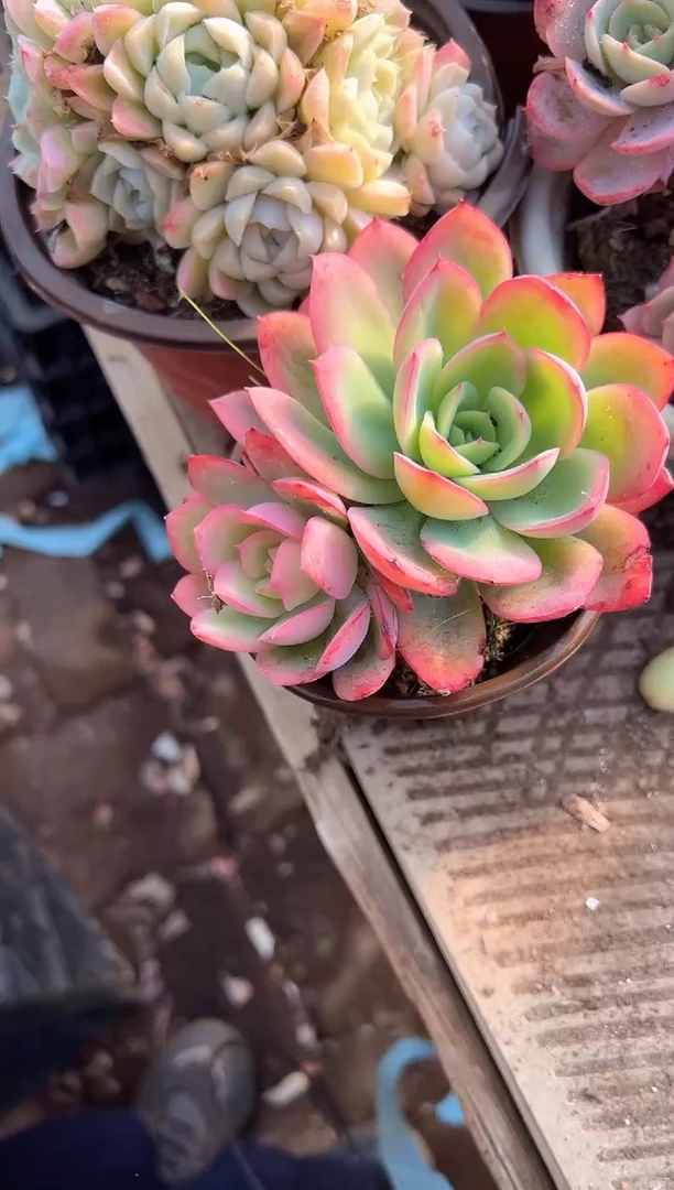 花***宿多肉植物一物一拍26224